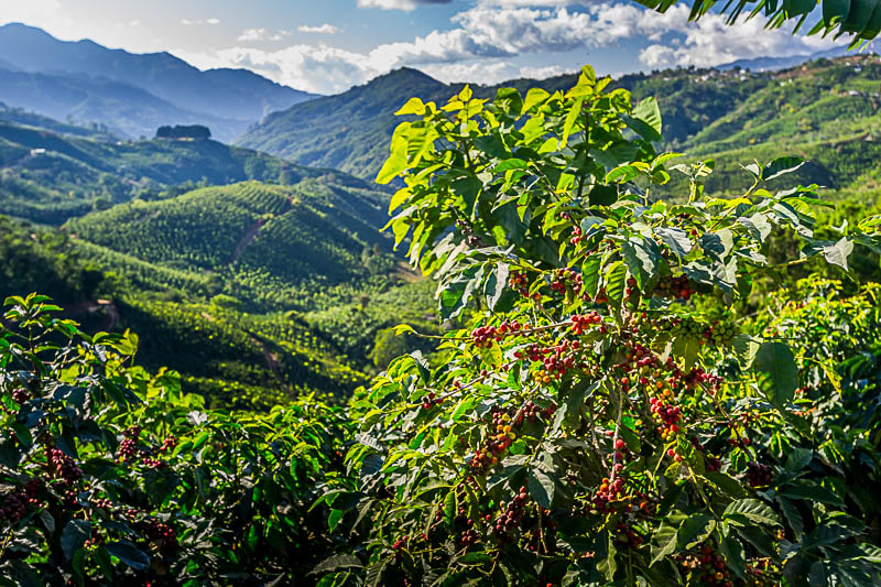 Costa Rican coffee landscape